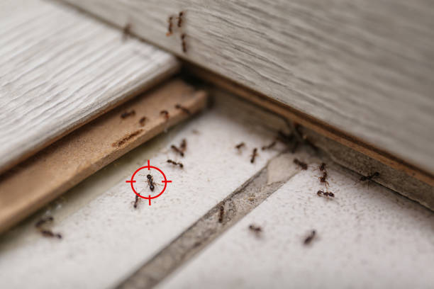 Best Mosquito Control Services  in Newburgh Heights, OH