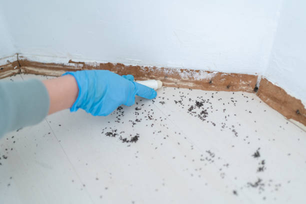 Best Flea Control Services  in Newburgh Heights, OH